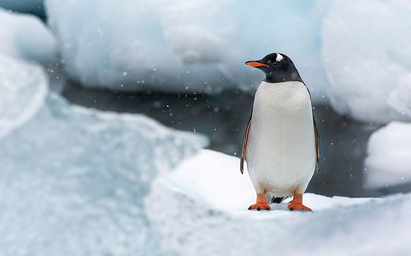 Penguin, Antarctica, snow, ice, HD wallpaper