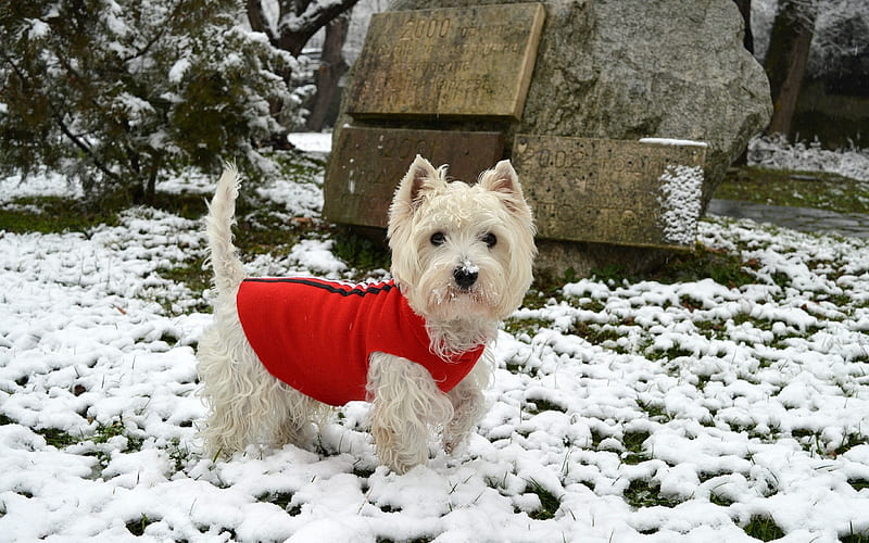 West Highland White Terrier, small white dog, pets, dogs, winter, snow, clothes for dogs, HD wallpaper