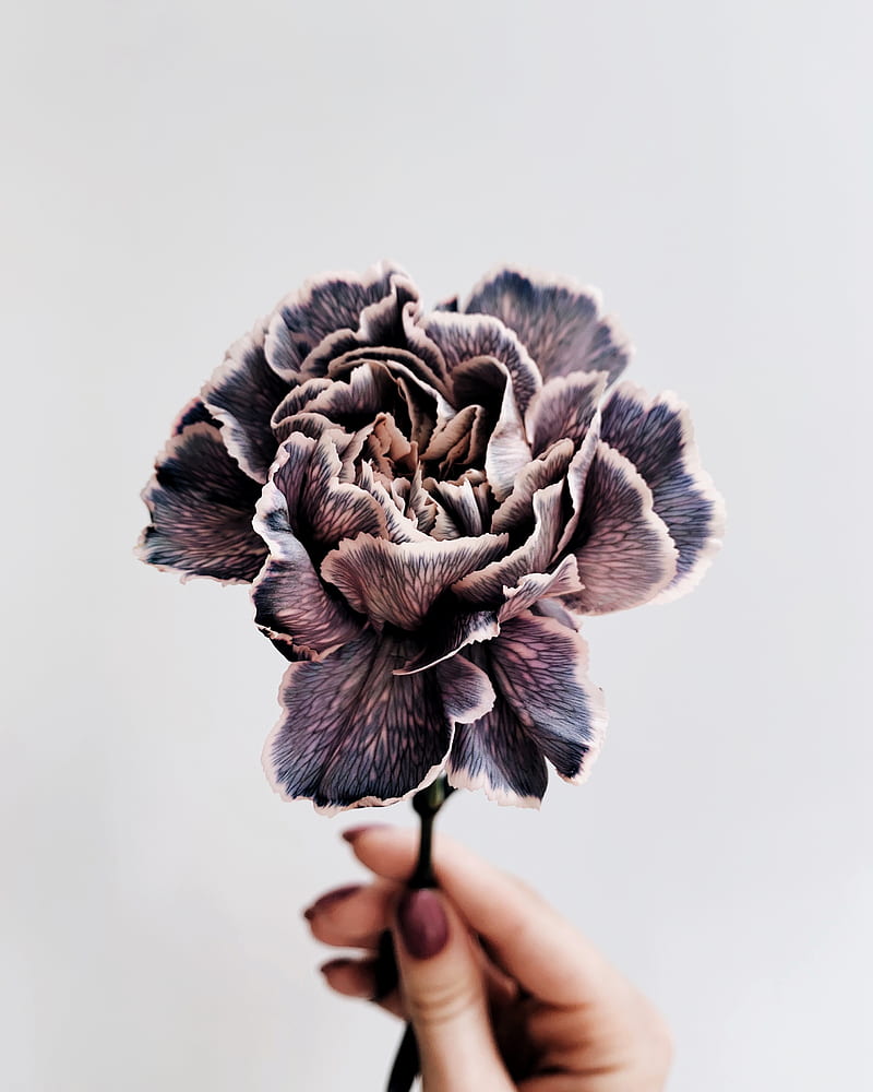 flower, purple, hand, closeup, HD phone wallpaper