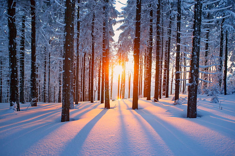 Sunset in the woods, sunset, trees, woods, forest, snow, winter, HD wallpaper