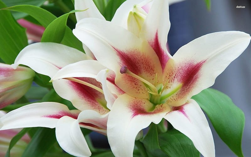 Lirios blancos, flores, lirios, naturaleza, flores preciosas, Fondo de  pantalla HD | Peakpx