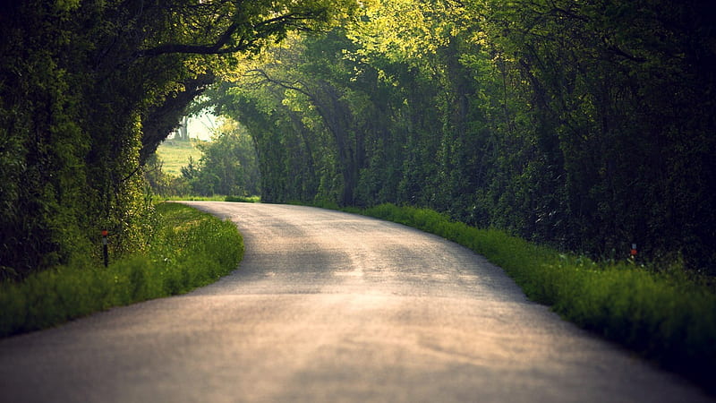 Shady Road through the Forest, Trees, Forests, Shade, Roads, Nature, HD wallpaper