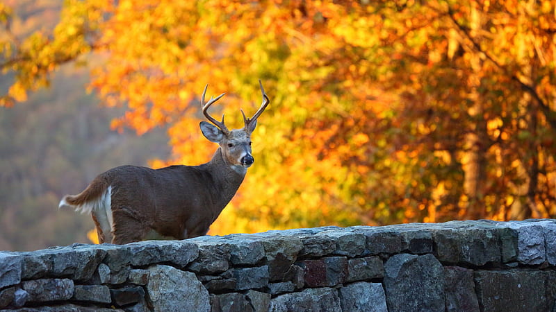 white tailed deer, fence, tree, autumn, deer, HD wallpaper