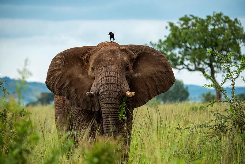 elephant, trunk, bird, savannah, HD wallpaper