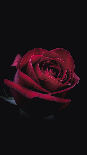 Rose Oled Flower Red Dark Hd Phone Wallpaper Peakpx