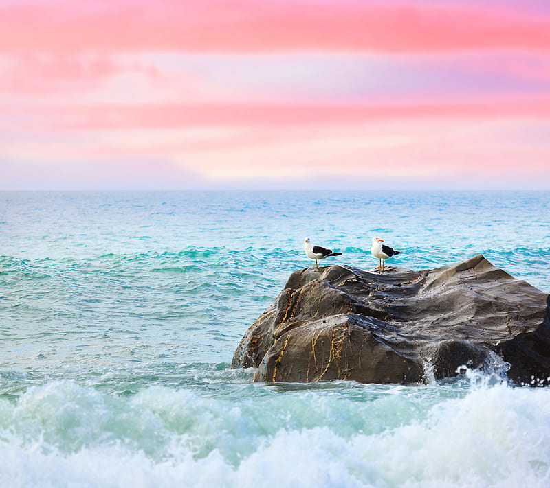 Sea Birds, background, blue, nature, pink, rock, sky, water, HD wallpaper