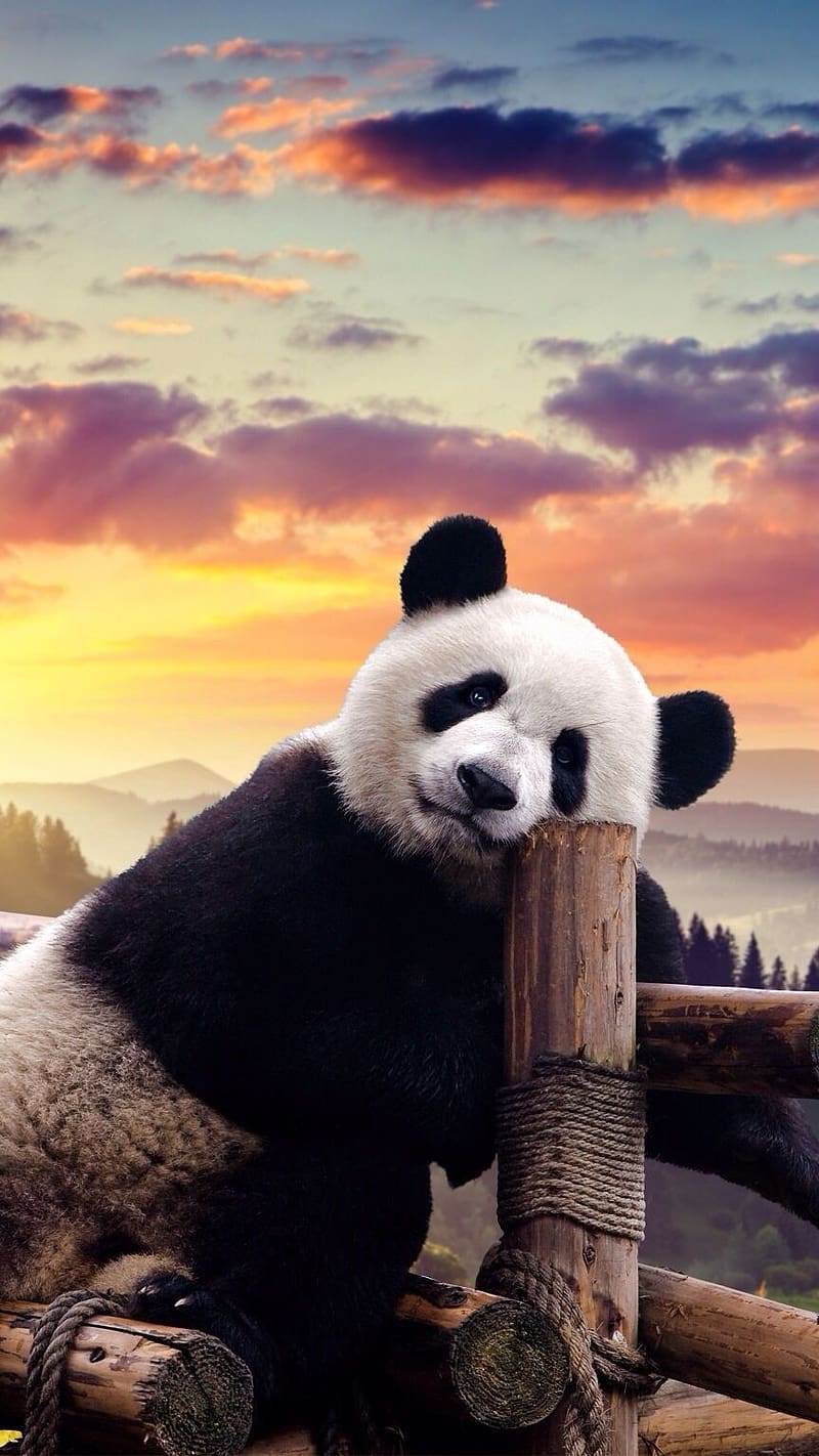 Panda Live, Clouds Background, animal, bear, HD phone wallpaper | Peakpx