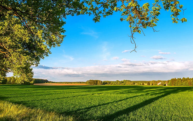 Spring Shades On The Green Field, farm, grass, bonito, spring, trees, clouds, sky, field, HD wallpaper