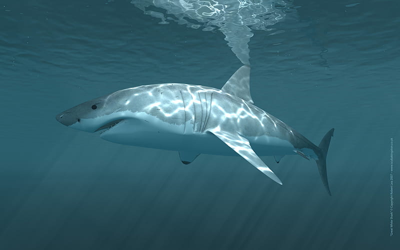 WHITE SHARK, underwater, shark, fish, ocean, coldblooded, HD wallpaper