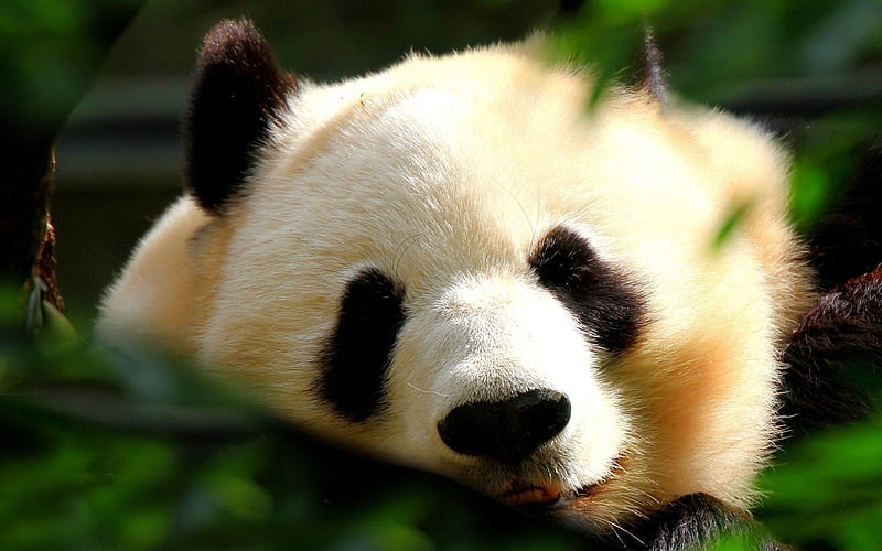 panda, muzzle, bears, funny animals, pandas, cute panda, cute animals, HD wallpaper