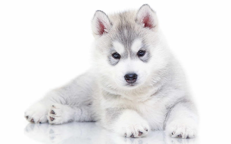 husky, puppies, dogs, small husky, cute animals, Siberian Husky, HD wallpaper