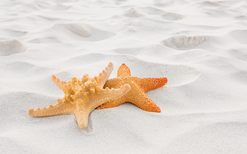 starfish, sand, beach, summer travel, summer, HD wallpaper