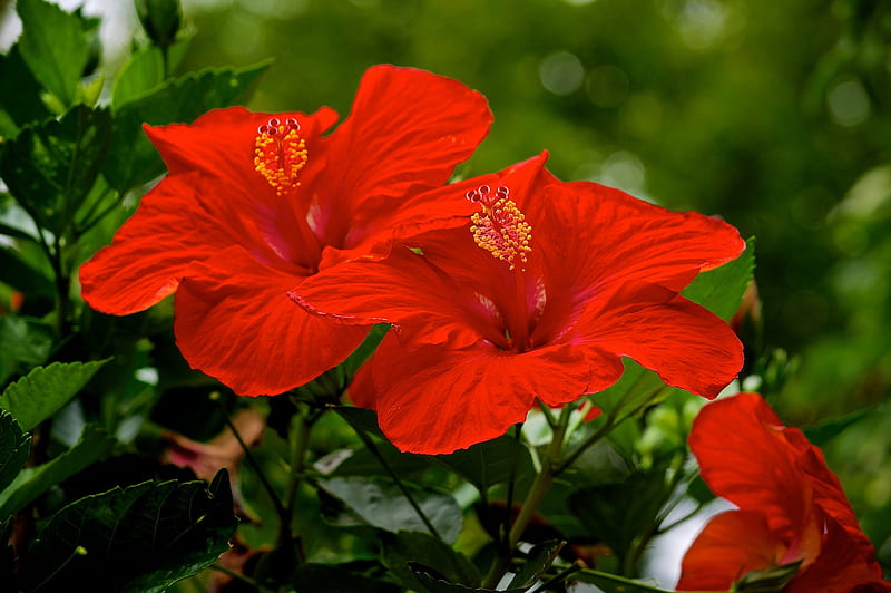 Hibiscus, Red, Flowers, Nature, HD wallpaper