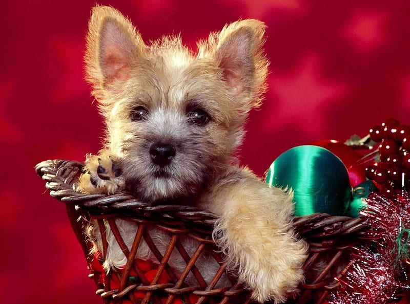 A CAIRN FOR CHRISTMAS, baskets, holidays, yorkies, christmas, cairn, pets, puppies, decorations, dogs, puppy, HD wallpaper