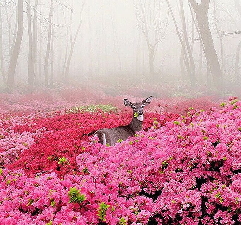 Deer, flower, forest, nois7, pinj, caprioara, animal, robert jahns, mist, pink, HD wallpaper