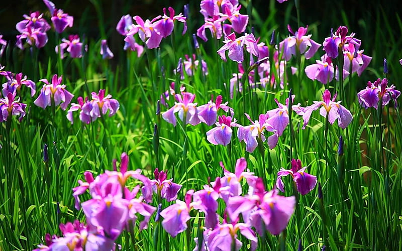 Field of Irises, flowers, irises, purple, field, HD wallpaper