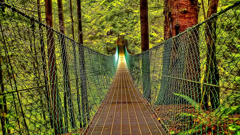 amazing hanging forest bridge r, forest, metal, bridge, r, hanging, HD wallpaper