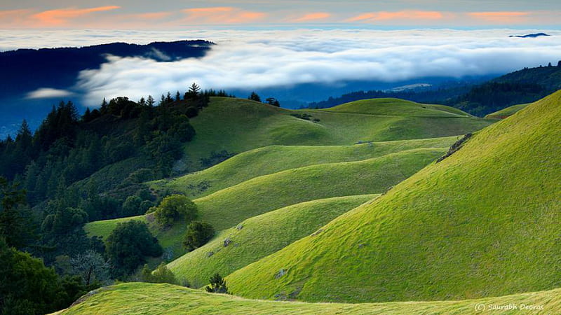 grassy hills, hills, trees, valley, mist, HD wallpaper