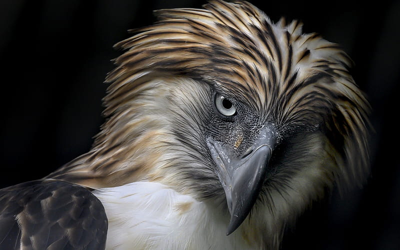 Philippine Eagle, bird, eye, vultur, pasari, face, HD wallpaper