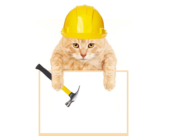 :D, work, funny, hammer, cat, pisici, hat, paw, yellow, card, helmet, day, HD wallpaper