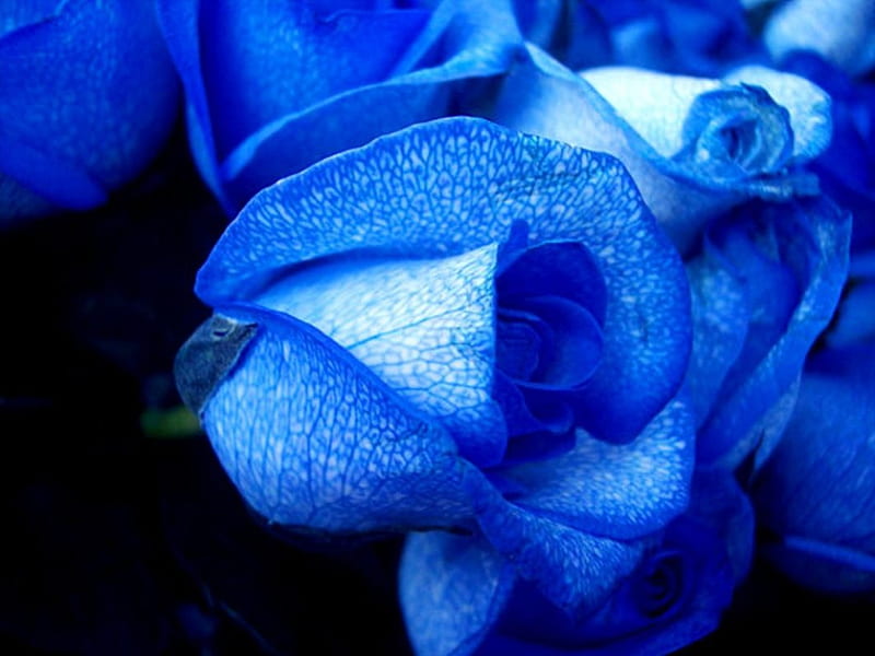 For all, who love blue, flower, delicte, rose, blue, HD wallpaper | Peakpx