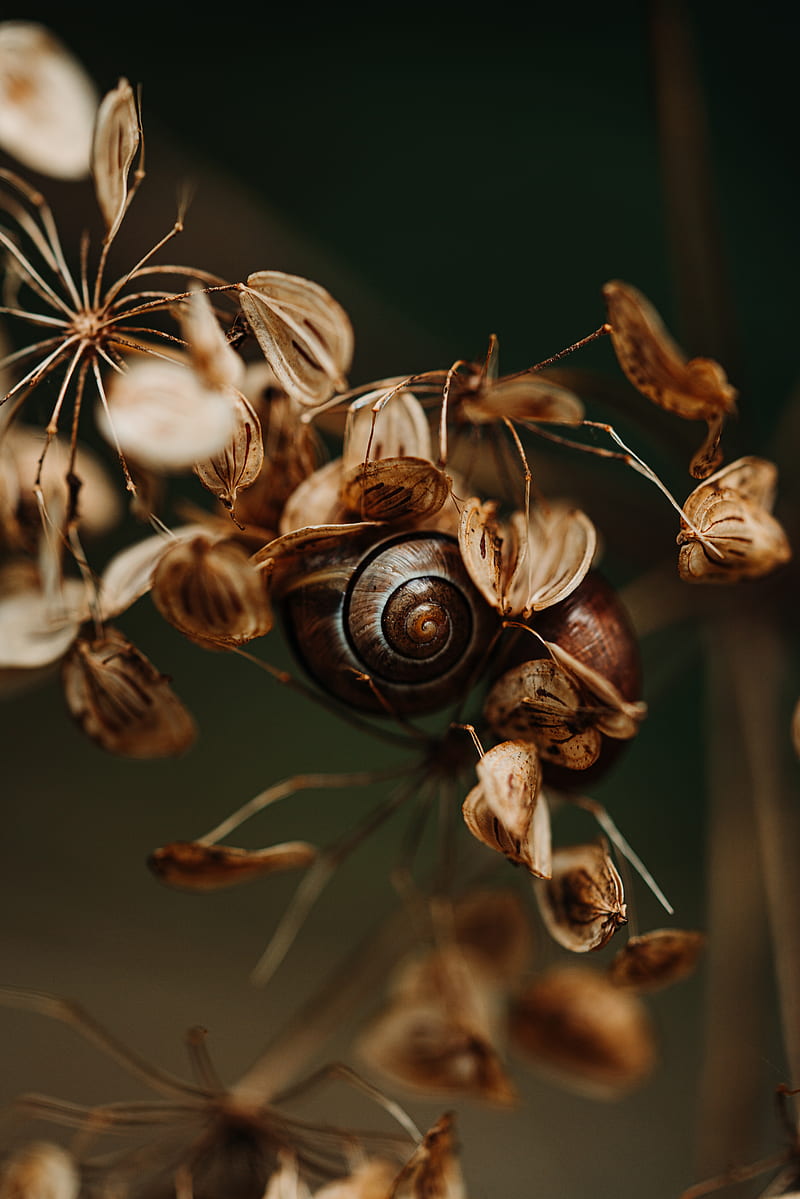 snail, leaves, dry, autumn, HD phone wallpaper