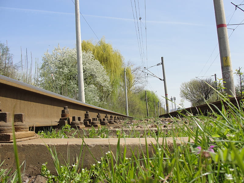 Railway Line, flower, nature, train, green, HD wallpaper
