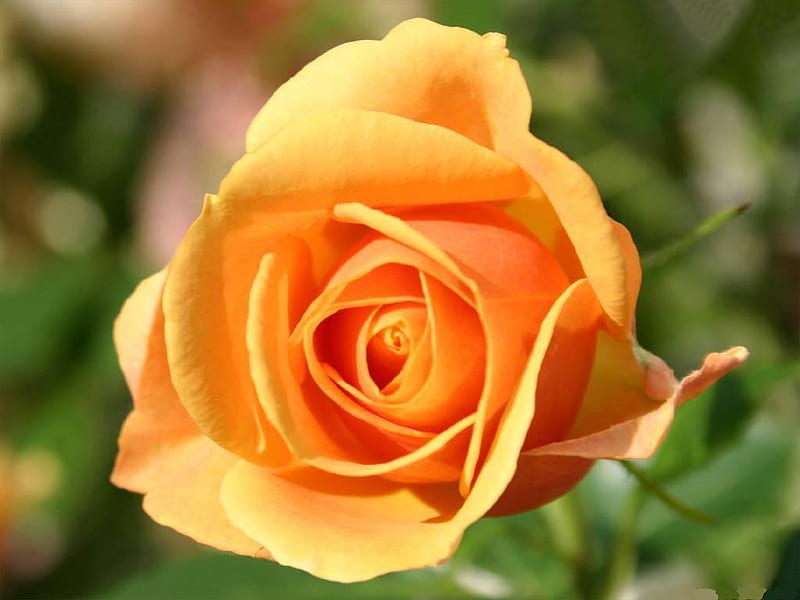 yellow-rose, big, rose, flower, flowers, yellow, nature, bonito, roses, HD wallpaper yellow-rose, big, rose, flower, flowers, yellow, nature, bonito, roses, HD wallpaper