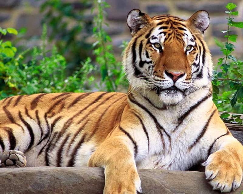 Tiger, tigers, animals, HD wallpaper | Peakpx
