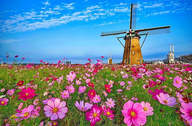 Windmill, flowers, bonito, cosmea, meadow, HD wallpaper