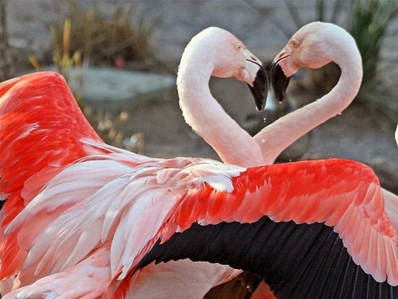 Told you my Wings were Longer than Yours, Stunning, Black, Pink, Orange, Elegant, Feathers, Flamingo, HD wallpaper
