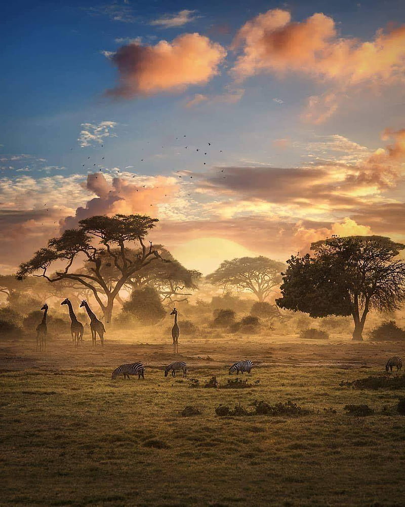 Serengeti, africa, savannah, HD phone wallpaper