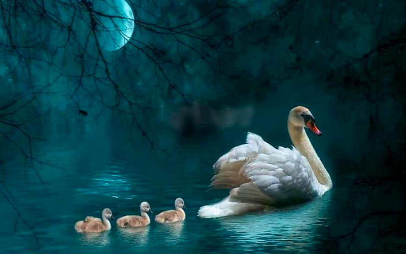 Swans by Moonlight, lovely, Moonlight, pond, Swans, moon, water, babies, evening, chicks, graceful, HD wallpaper