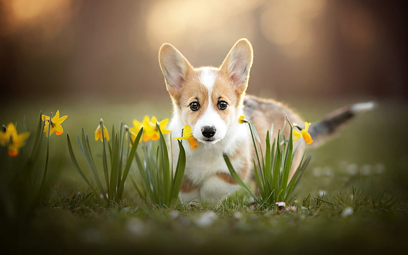 Corgi puppy, cute animals, Welsh Corgi, dogs, little corgi, daffodils,  pets, HD wallpaper | Peakpx
