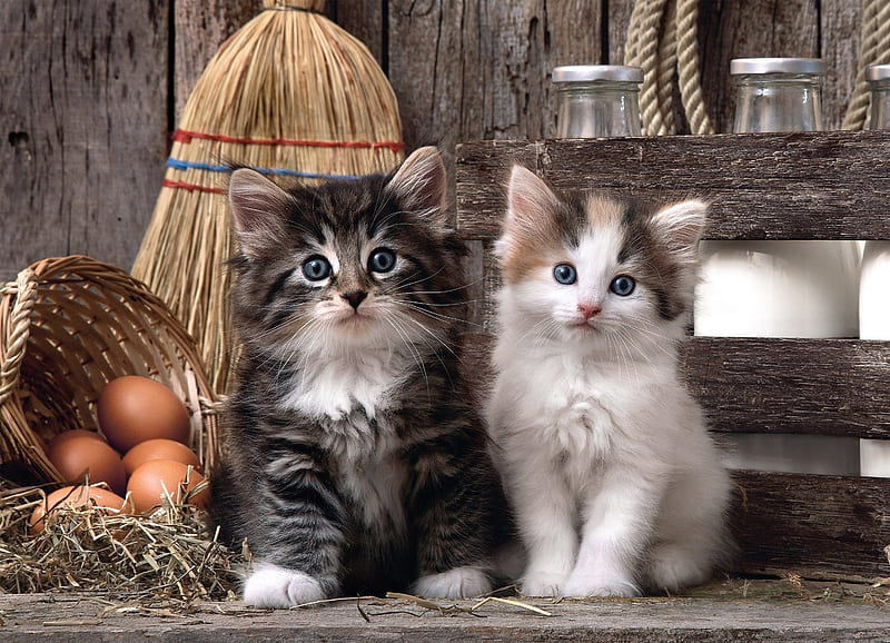 Kittens, couplr, pisici, kitten, farm, cute, cat, HD wallpaper