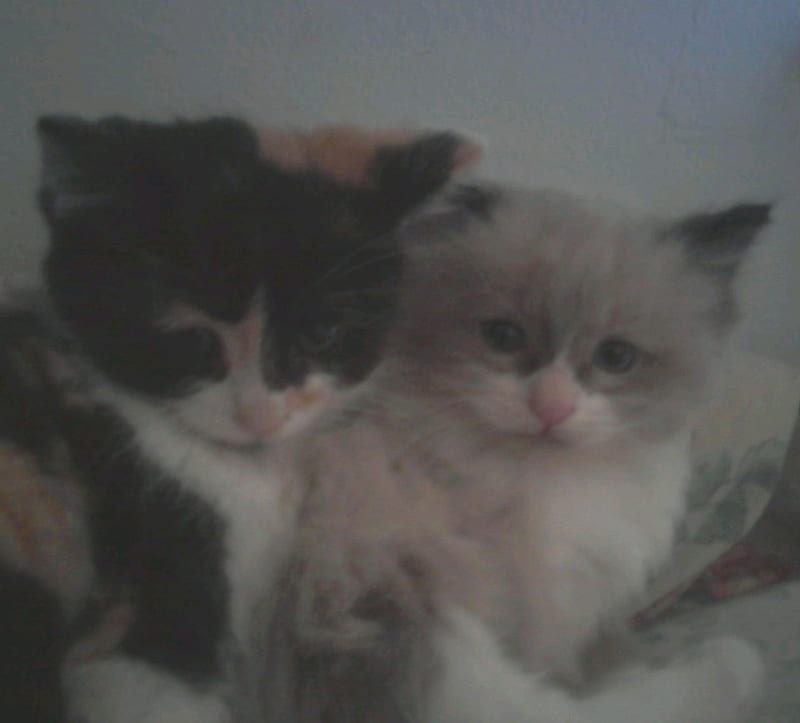 My Little Ones, kittens, baby kitties, cats, lazing cats, HD wallpaper