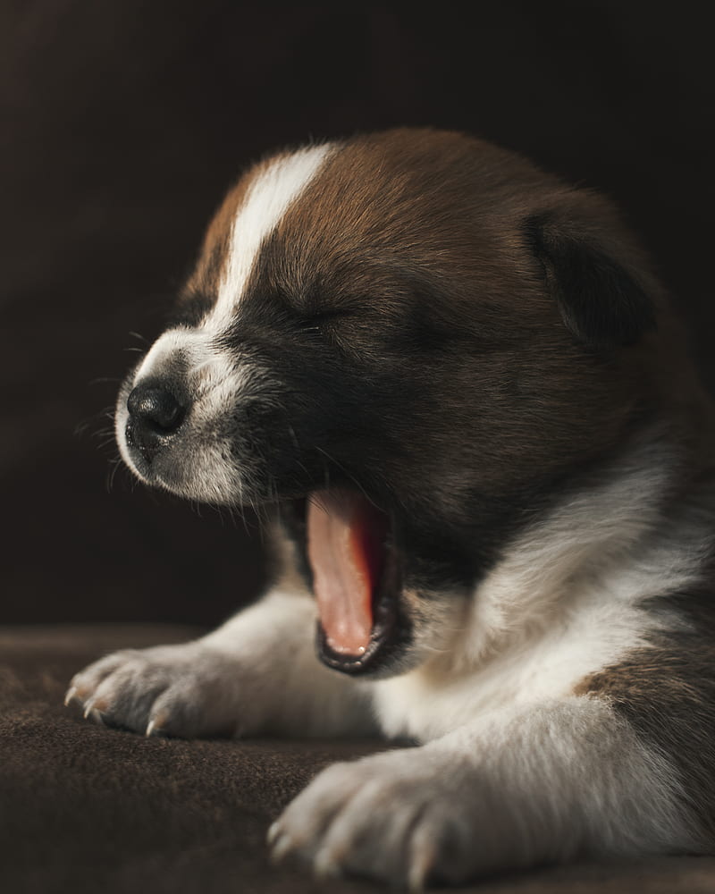 yawning white and brown short coated puppy, HD phone wallpaper