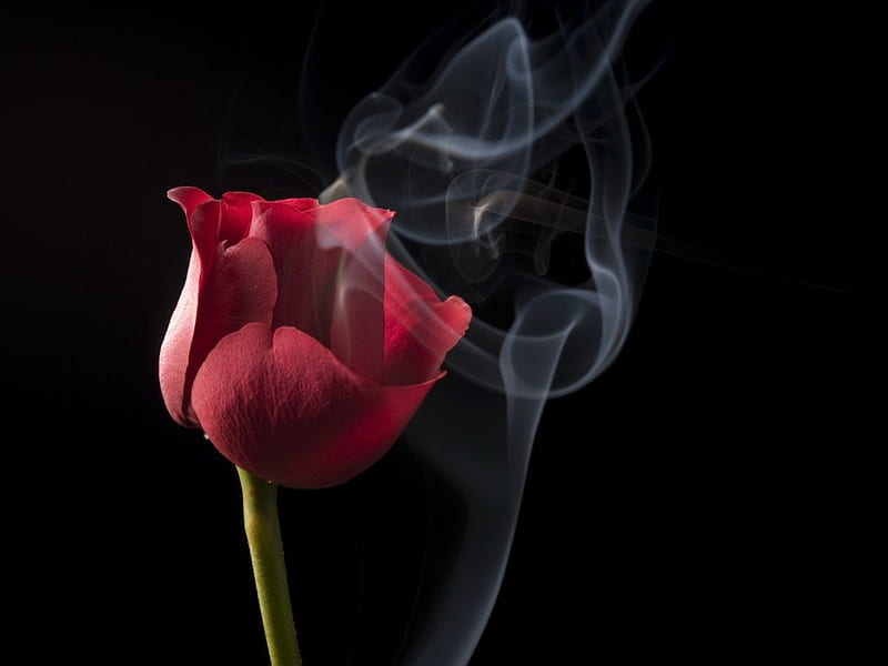 Rose in smoke, red rose, rose, flower, nature, smoke, HD wallpaper | Peakpx