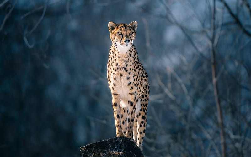 Cheetah Morning Time 4k Wallpaper,HD Animals Wallpapers,4k  Wallpapers,Images,Backgrounds,Photos and Pictures