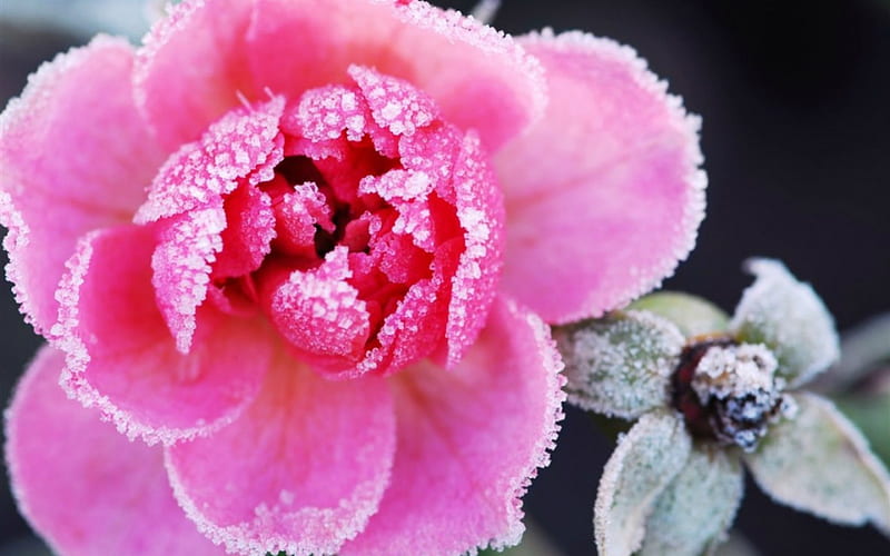 Lovely Flower, flowers, nature, frozen, pink, HD wallpaper