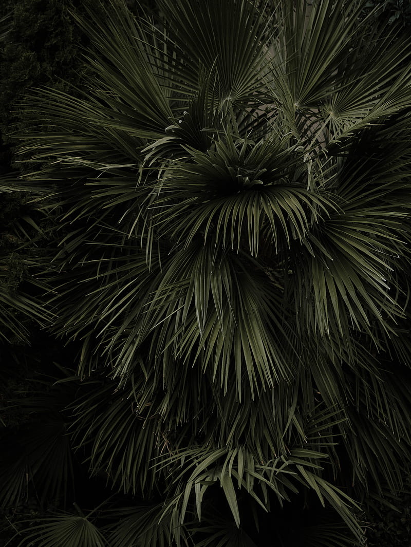 palm tree, leaves, plant, green, HD phone wallpaper