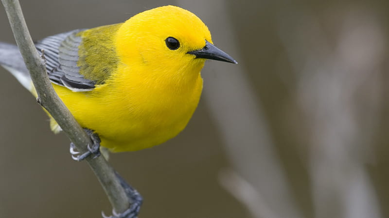 Yellow Bird Is Perching On Tree Branch Birds, HD wallpaper