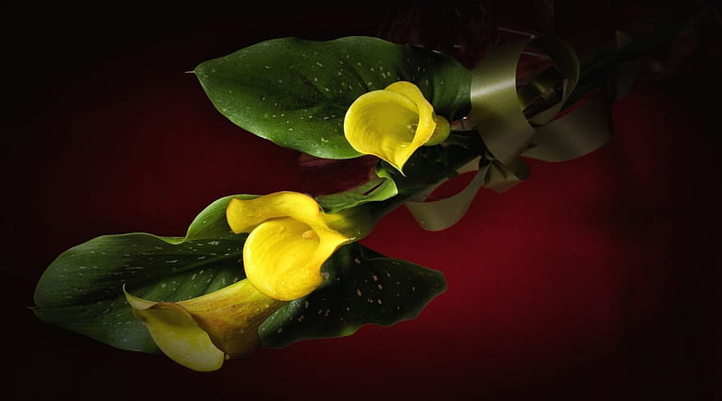 Amarillo calla lillie, lirios, ramo, calla, flores, amarillo, naturaleza,  oscuro, Fondo de pantalla HD | Peakpx