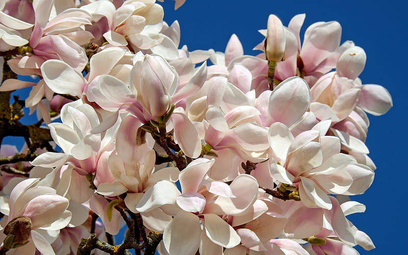 Magnolia, flower, spring, pink, white, blue, HD wallpaper