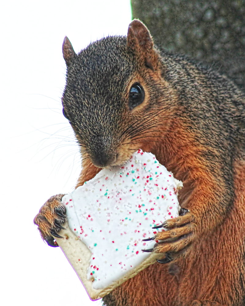 Squirrel eating, cute, hungry, poptart, HD phone wallpaper