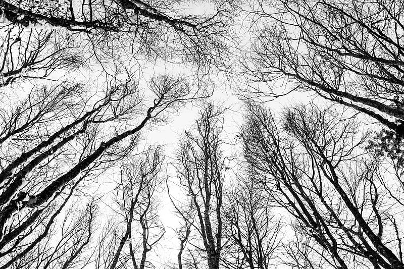 branches, trees, bw, bottom view, autumn, HD wallpaper