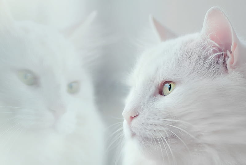cat, white, fluffy, pet, HD wallpaper