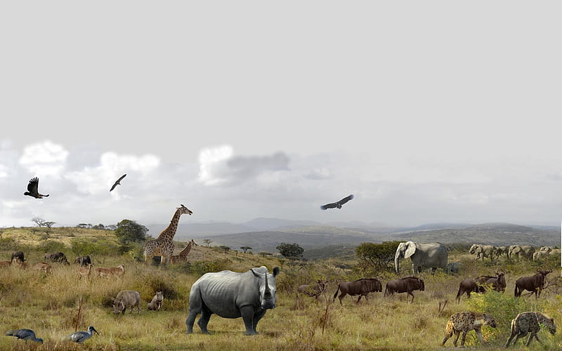 Hluhluwe National Park, elephants, elephant, hluhluwe, birds, hyena, sky, clouds, africa, animal, giraffes, bird, wild, rhinoceros, rhino, giraffe, animals, HD wallpaper