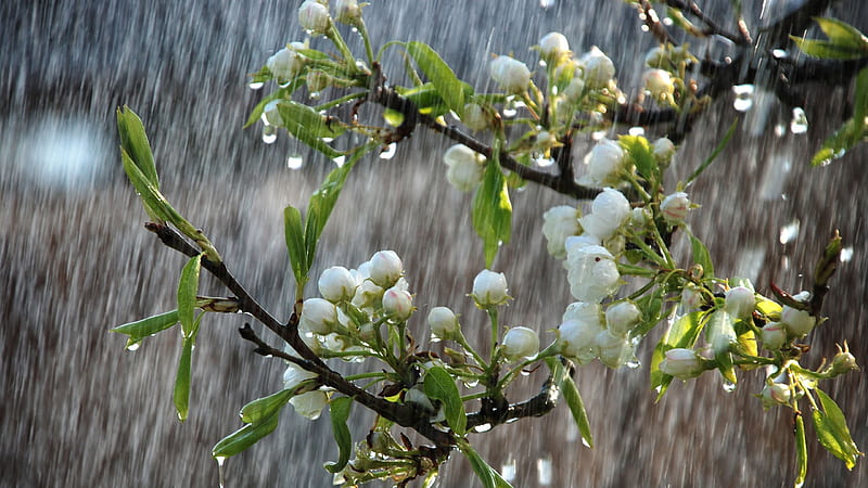 White Bud Flowers Green Leaves Tree Branches In Heavy Rainfall Background Rain, HD wallpaper
