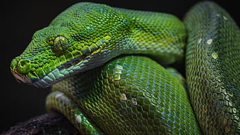 reptiles, pythons, serpent , python arbre, Fond d'écran HD